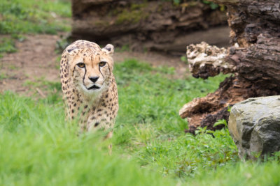 Cheetah, Gepard