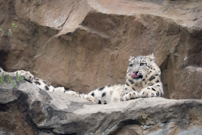Snow Leopard, Schneeleopard