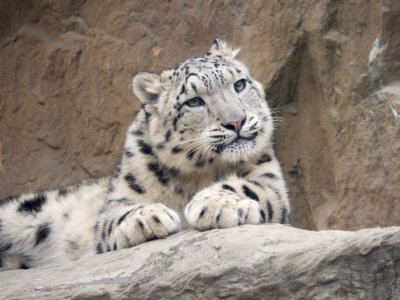 Snow Leopard, Schneeleopard