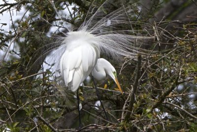 st_augustine_rookery
