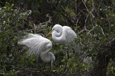 egret couple