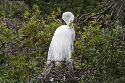 egret 3