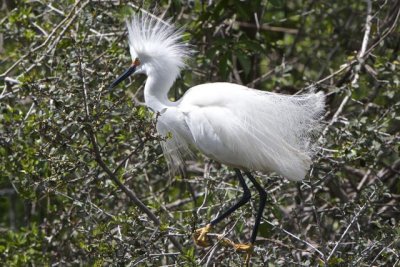 egret 2