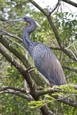 Blue Heron 