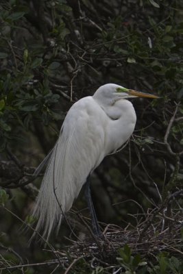 egret 4