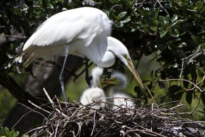 egret mom &  2 babies