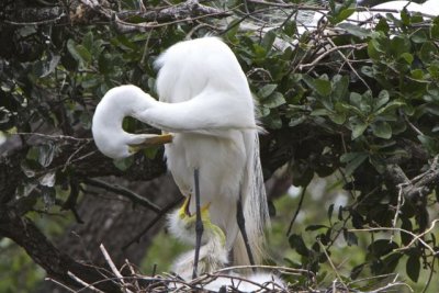 egret mon and baby