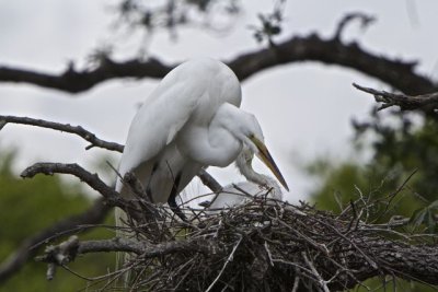 egret mother