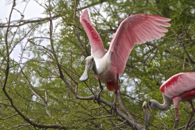 spoonbill couple
