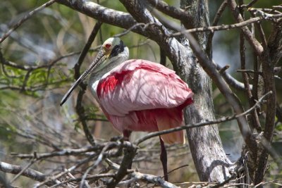 spoonbill 1