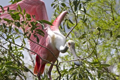 spoonbill 2