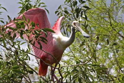 spoonbill 3