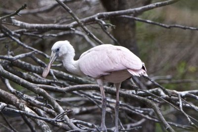 st_augustine_rookery