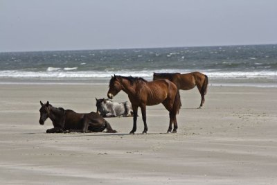 cumberland_island