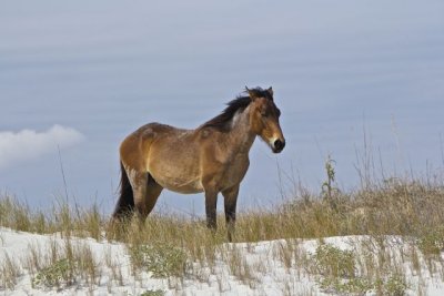horse on dunes 