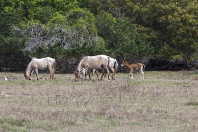 horse group 1 