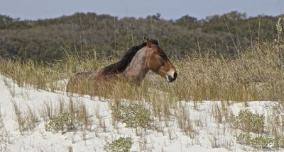 horse sitting on dune