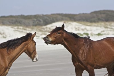 horse talk 