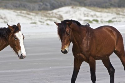 showdown