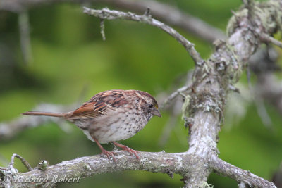 Bruant des prés IMG_7083.jpg