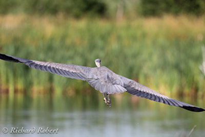 Grand hron  22 juillet 2012 IMG_6405.jpg