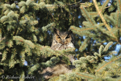 Grand duc 03 janvier 2011 IMG_0828.jpg