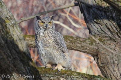 Grand duc 10 novembre 2012 IMG_8910.jpg