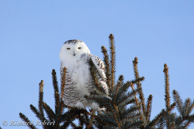 Harfang des neiges 14 janvier 2012 IMG_3785.jpg
