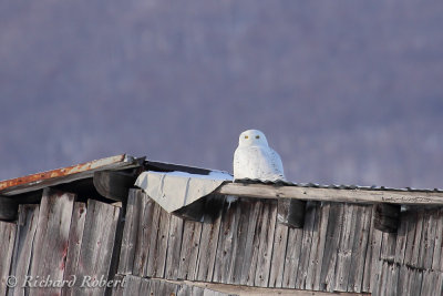 Harfang des neiges 14 janvier 2012 IMG_3864.jpg