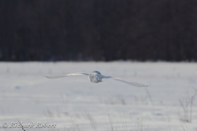 Harfang des neiges 14 janvier 2012 IMG_3884.jpg