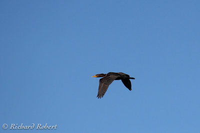 Cormoran  aigrette  02 septembre 2012 IMG_7519.jpg