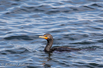 Cormoran  aigrette  14 aot 2012 IMG_6976.jpg