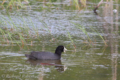 Foulque d'Amrique  16 juin 2012 IMG_5554.jpg