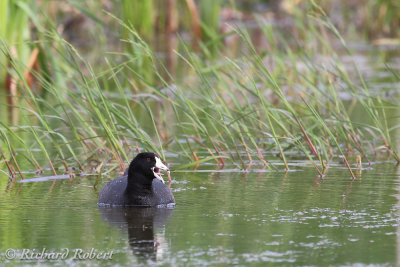 Foulque d'Amrique  16 juin 2012 IMG_5564.jpg