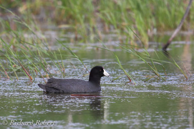 Foulque d'Amrique  16 juin 2012 IMG_5585.jpg