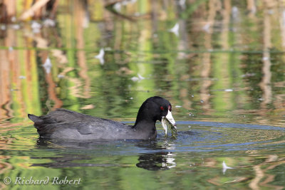 Foulque d'Amrique  26 aot 2012 IMG_7422.jpg