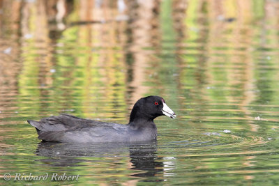 Foulque d'Amrique  26 aot 2012 IMG_7426.jpg