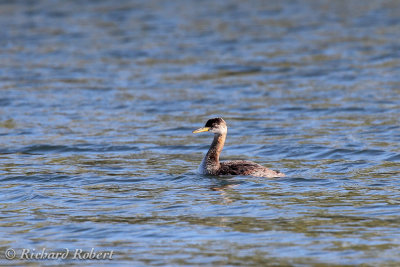 Grbe jougris  16 septembre 2012 IMG_7613.jpg