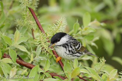 Paruline raye  19 mai 2012 IMG_5334.jpg