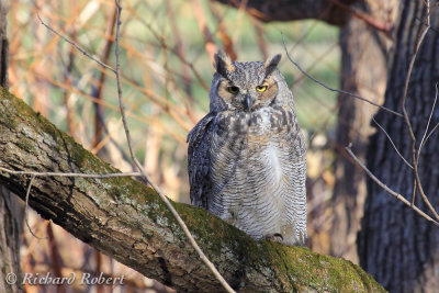 Grand duc 10 novembre 2012 IMG_8860.jpg
