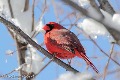 Cardinal rouge  08 mars 2011 IMG_1806.jpg