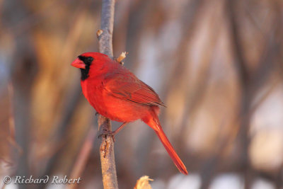 Cardinal rouge  14 avril 2011 IMG_1957.jpg