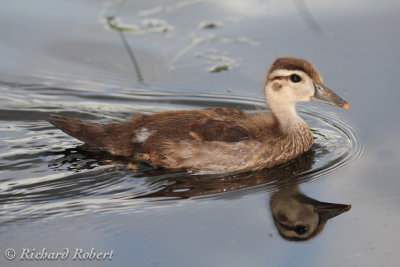 Canard branchu  05 juillet 2012 IMG_5936.jpg