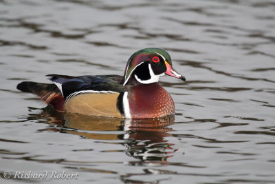Canard branchu  20 octobre 2012 IMG_8381.jpg