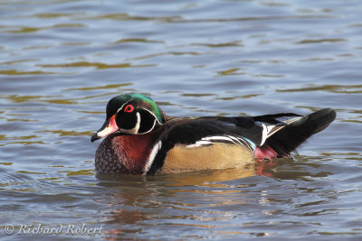 Canard branchu  22 septembre 2012 IMG_7872.jpg