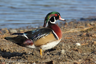 Canard branchu  22 septembre 2012 IMG_7945.jpg