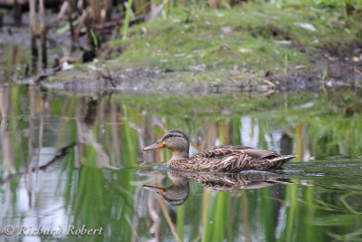 Canard colvert  11 aot 2012 IMG_6728.jpg