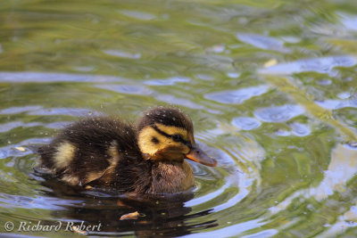 Canard colvert  21 mai 2012 IMG_5374.jpg