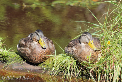 Canard colvert  26 aot 2011 IMG_1116.jpg