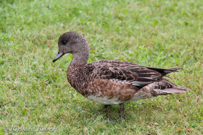 Canard d'Amrique  09 aot 2011 IMG_0692.jpg